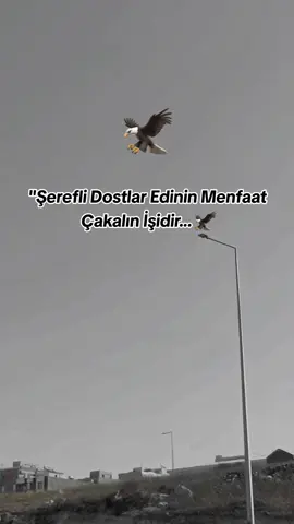 S T O R Y L İ K 🦅 #fyp #trending #storylikvideolar📌 