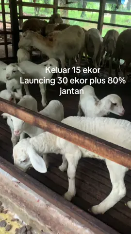 Alhamdulillah di kali dua buat bulan ini#dombalucu #fyp #domba 