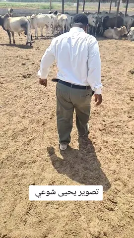 جديد بقراطيسه 