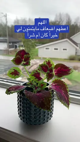 #افوض_امري_الی_الله_ان_الله_بصیر_بالعباد #النرويج🇳🇴 