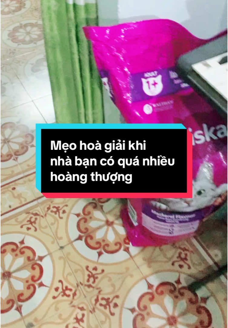 Mẹo hoà giải khi nhà bạn có quá nhiều hoàng thượng. Và đây là giải pháp #whiskas #meow #thucanchomeo #hatchomeo #thucung #pets 