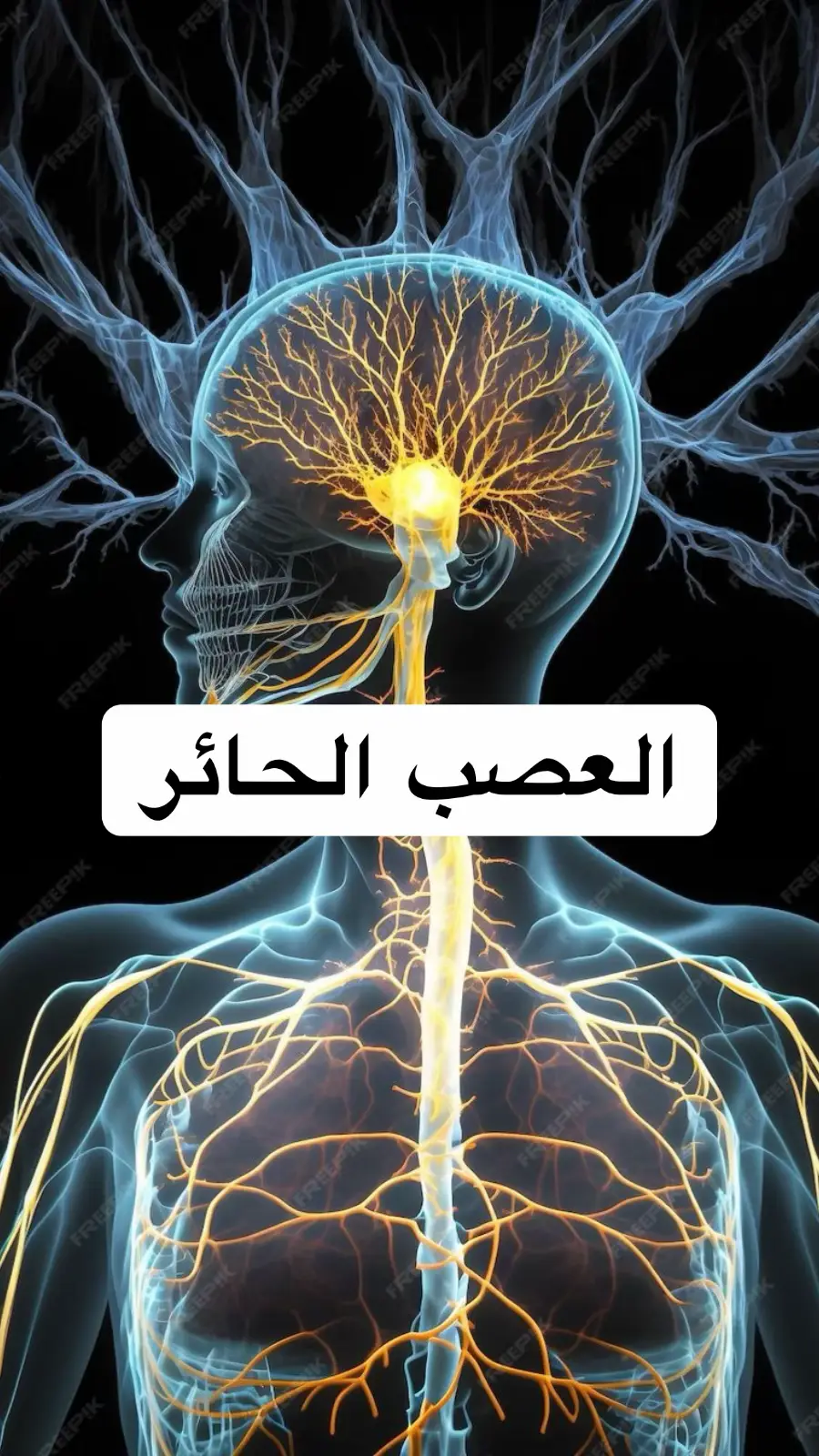 #طبيب #طبيب_تيك_توك #دكتور #doctor #FoodTok #صلي_علي_النبي #fyp #frypgシ #fry #تغذية_صحية #فوائد  #صلوا_على_رسول_الله #infoandfacts #healthyfood #foryoupage❤️❤️ #for #pourtoii 