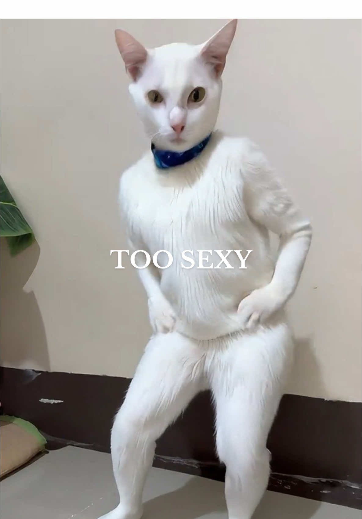 Slayed 🕺 - #catsoftiktok #puspin #puspinsoftiktok #aidancetrend #aifilter #aifilter #catvideo #aiswaydance 