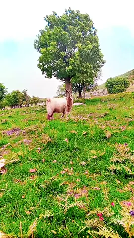 #CapCut #zebari #longervideos #الشعب_الصيني_ماله_حل😂😂 