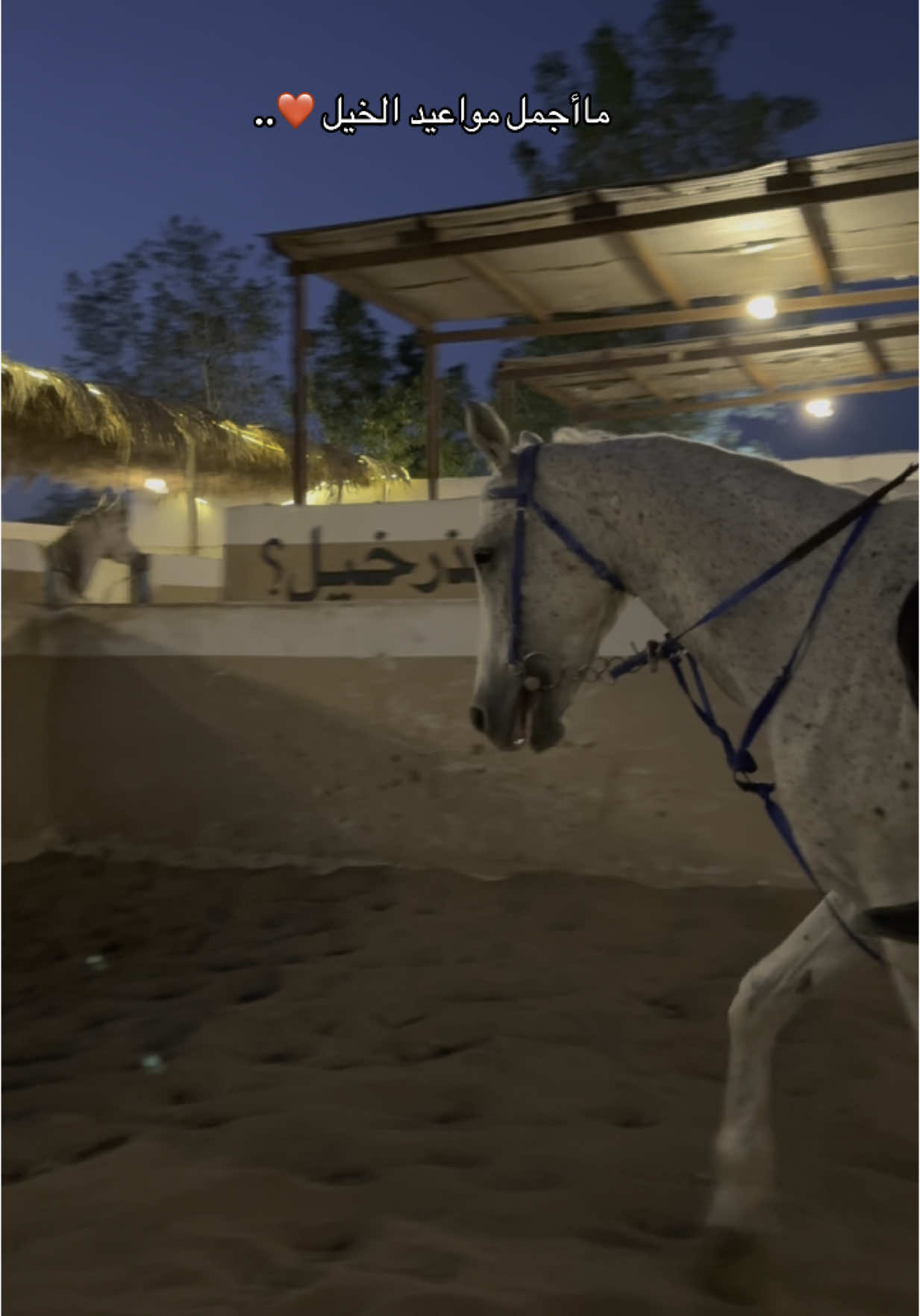 #خيل_وخياله🐎 #ركوب_الخيل #حصان_عربي #fyp #اكسبلور_تيك_توك #هورس_تايم 