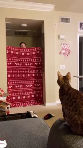 The cat was deceived by me 🤣😸#cat #funny #funnyvideo #funnycat #catlover #fyp #catvideo #catsoftiktok #usaus 
