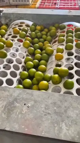 MAKE MY TRIP TRAVEL CONSULT Do You Want To Travel And Work In Abroad, If Yes, What Are You Waiting For... NGO's from Canada Are Here To help Your Dreams Come Through. We Help You Get Your Visa, Flight, Tickets And Accommodations Free... And You Will Take 1 Year Back To Pay When You Start Working In Canadeted in joining MAKE MY TRIP TRAVEL CONSULT #creatorsearchinsights2025 #goviral #goviral or moro#canadatravel #workandpay #viralvideos #ghanatiktok #fyp #canadajobs #jobopportunity #ghanatiktokers🇬🇭🇬🇭🇬🇭 