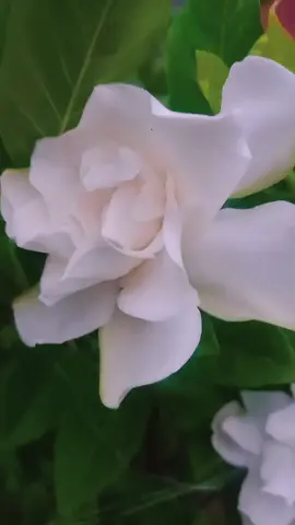 ဇီဇဝါပန်း 🌸 ကိုယ်တော့ အရမ်းကြိုက်🤍 #fyp #myanmar #foryou #foryoupage #flowers #ပန်းချစ်သူ 