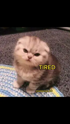 Replying to @bubbyyyyh  .  .  .  .  .  .  .  .  #meme #cute #cat 