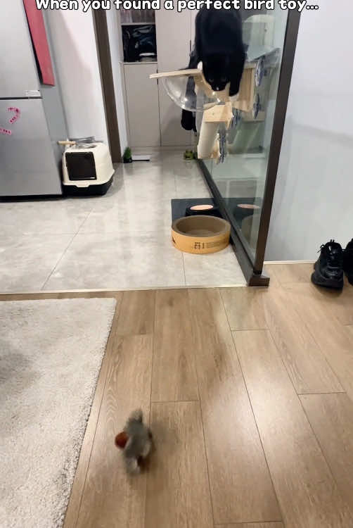 #catsoftiktok #cat #cattoys #pet #chirpingbirds #catplaying #flappybird #catlover #meme 