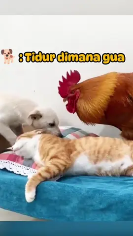 Oyen jadi bos😁🤣😆#komedi #anjinglucu #fyp #anjingpintar #komedianjing #komedianjinglucu #komedilucu #komedikucinglucu #kucingpintar #kucinglucu #oyen #doggy 