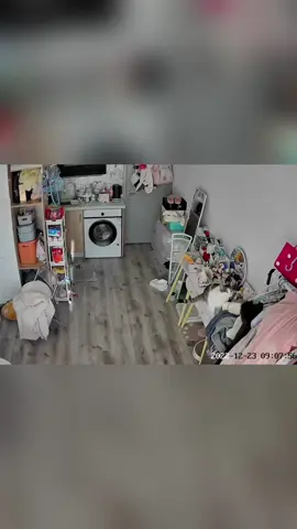 Naughty cat #Foryou #cat #catsoftiktok #funny #funnyvideos #funnycat #tiktok #funnytiktok 
