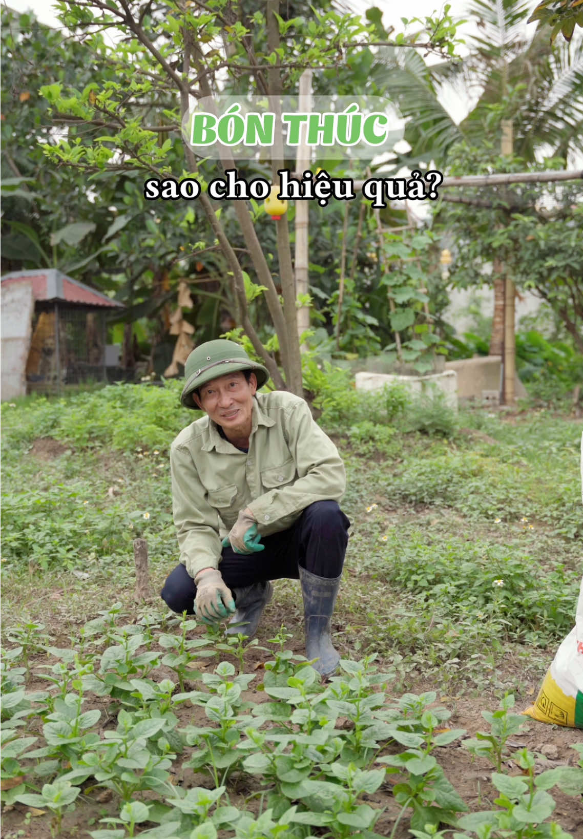 Bón thúc như thế nào cho hiệu quả? #datmehuuco #phanbonhuuco #chamsoccaytrong #nongnghiepxanh #huuco #bonthuc #trongcay 