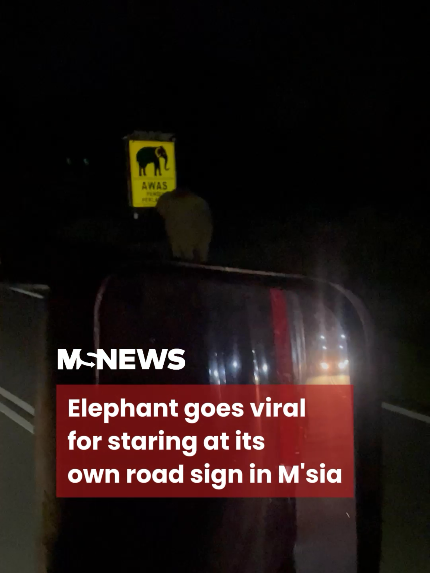 Elephant: Am I...the problem? :( #mustsharenews #tiktoksg #fypsg @thesmartlocalmy