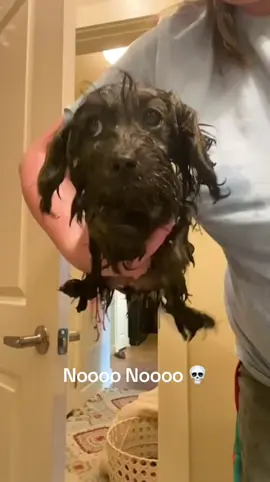 Nooooo nooooo #dogsoftiktok #policia 