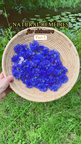 Cornflower (Centaurea cyanus) is more than just a pretty blue flower. Traditionally used to soothe tired, puffy eyes, this gentle yet powerful herb has become a favourite in natural skincare for its calming, anti-inflammatory, and radiance-boosting properties. Rich in antioxidants and known for its decongestant effects, cornflower is especially beneficial for sensitive, irritated, or dull skin. It helps reduce redness and puffiness, tones the skin, and supports a brighter, more even complexion. Its natural astringent action gently tightens pores and helps balance sebum production, making it a great ingredient for oily and combination skin. Cornflower is also known to calm itchiness and relieve discomfort caused by environmental stressors like sun exposure, pollution, and screen time. Thanks to its soothing nature, it’s particularly loved in skincare designed for the eye area or reactive skin types. I grow cornflower in my own herbal garden, where it's carefully harvested and handcrafted into our formulations: 🌿 RECALM Soothing & Repairing Face Oil Serum – infused with cornflower to calm inflammation and nourish even the most sensitive skin. 🌿 REVIVE Brightening Antioxidant Face Oil Serum – uses cornflower to add glow and restore skin vitality while helping to tone and refresh. 🌿 RECALM Probiotic Herbal Face Mask – features powdered cornflower as part of a gentle, skin-balancing blend to soothe redness and bring your skin back into harmony. Whether your skin is tired, stressed, or in need of a natural reset, cornflower is a gentle botanical ally that brings calm and clarity to your routine. #herbalism #herbalist #plantmedicine #naturalremedies #medicinalplants #herbalskincare #naturalskincare #allnaturalskincare #cornflower #allnaturalproducts 
