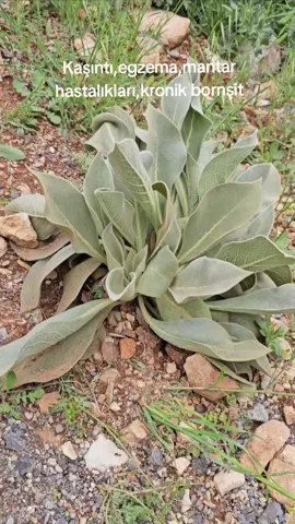 #Egzema #bronşit #mantar #sığırkuyruğu