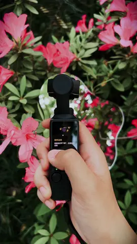 🌸 Ready for a floral adventure? Grab your Osmo Pocket 3 and a mirror for some reflective fun! See flowers from angles you never knew existed and let their hidden magic bloom. 🌿📸 Dive into nature’s secrets and start snapping! #osmopocket3 #djiosmo #naturelovers #flowers #creativephotography
