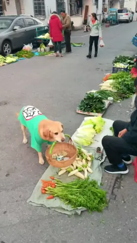 #dog #funny #funnyvideos #xuhuong 