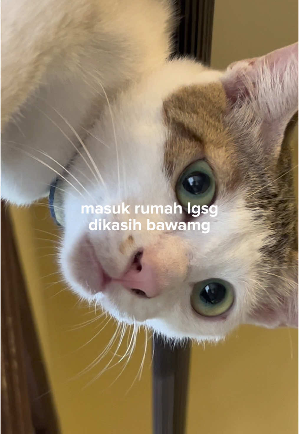 bawamg tanpa biji