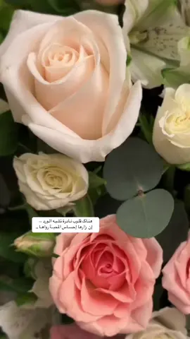 مسـاكـم ورد 🌹.. #تصويري #ذوقي_عالم_من_اختياري #اكسبلور #لو_سألني_الورد_عنك #بدون_موسيقى #محمد_عبده #اغاني_بدون_موسيقى #الورد#مساء_الحب_والسعاده 