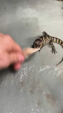 I Didn’t Expect a Death Roll to Be This Cute! 😭 😭 (🎥 Bryce Tracy via ViralHog)