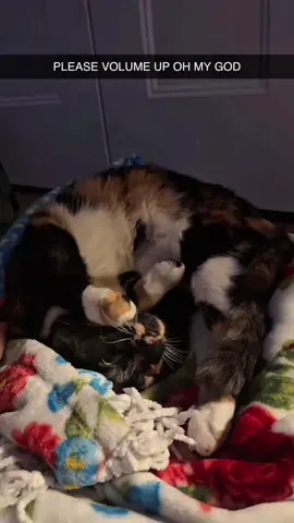 Cats can understand English 😻😻#funny #funnyvideos #funnytiktok #fyp #cat #tiktok 