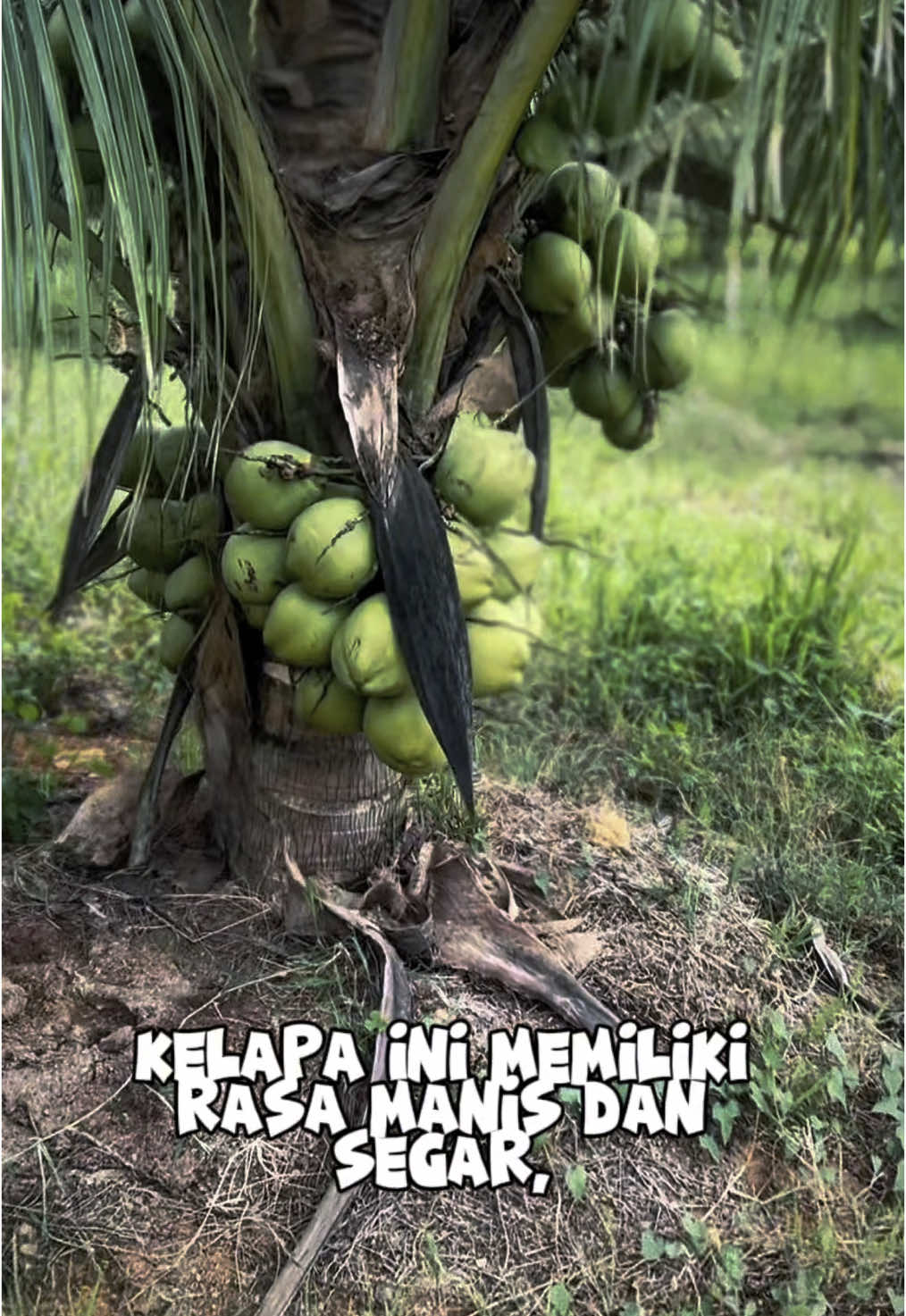 BIBIT KELAPA WULUNG YANG BUAH NYA KAYA AKAN MANFAAT #fyp #kelapa #bibit 