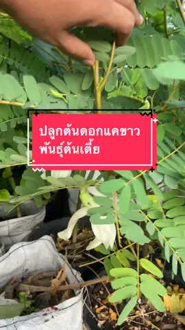 ปลูกต้นแคไว้เก็บดอกลวกจิ้มกินกับน้ำพริกกันเพื่อนๆ😋🥰 #ปลูกต้นแค # แคพันธุ์เตี้ย #ปลูกผักปลอดสารพิษ #ปลูกผัก #ปลูกผักสวนครัว #longervideos #ลูกผักภูเก็ต 