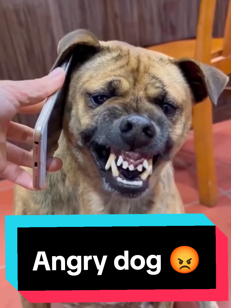 dog received a call 📞🐶 -angry dog #angrybirds #react #reaction #call #funny #funnymemes #memes #forfun #laugh #fyp 