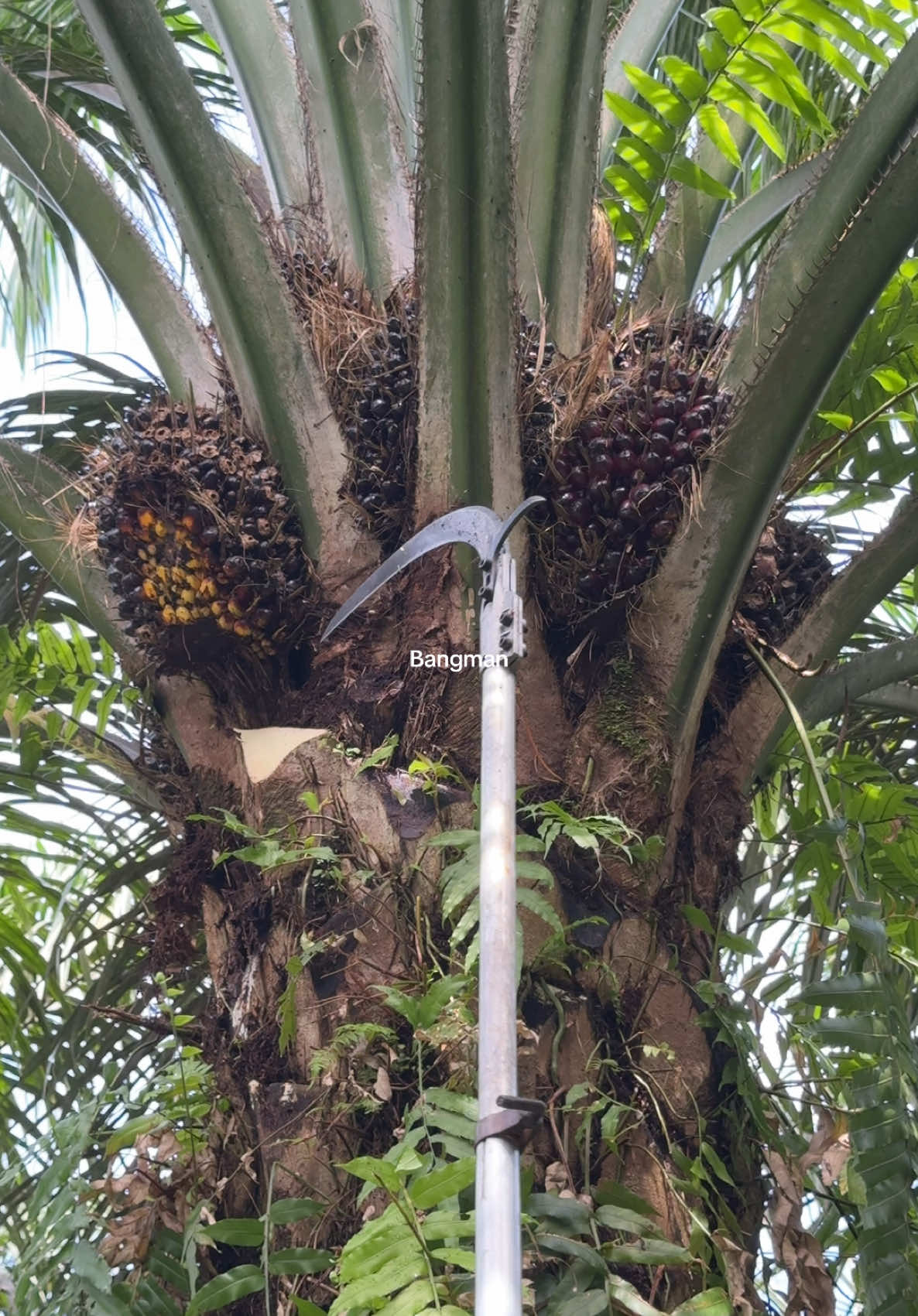 Panen sawit menggunakan Sabit Sblg222pro #fyp #kerjahari #potongbuah #sabitbuah #sawitmalaysia 