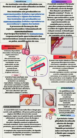Sistema Reprodutor Masculino  #sistemareprodutormasculino #anatomiahumana #mapamental 