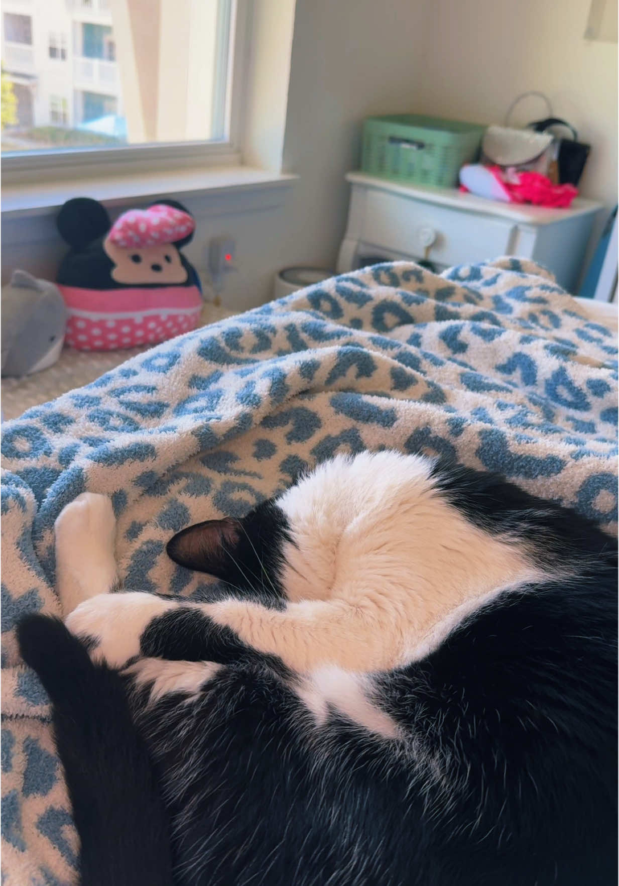 he so lazy #romeo #fyp #catsoftiktok 
