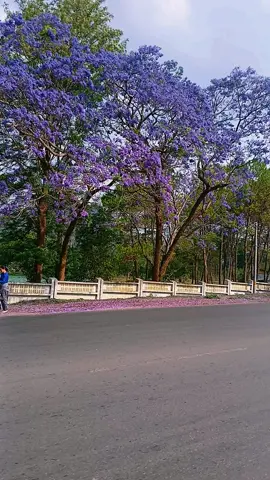 #စိန်ပန်းပြာ #ကလောမြို့ #flower  #foryou  #ရောက်ချင်တဲ့နေရာရောက်👌 