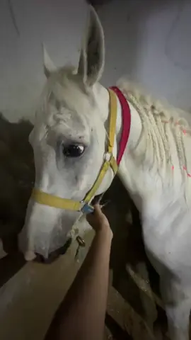 #خيل #خيل_عربي #مصر #القاهرة #الكويت #السعودية #سوريا #الشعب_الصيني_ماله_حل😂😂 #اكسبلور #fyp 