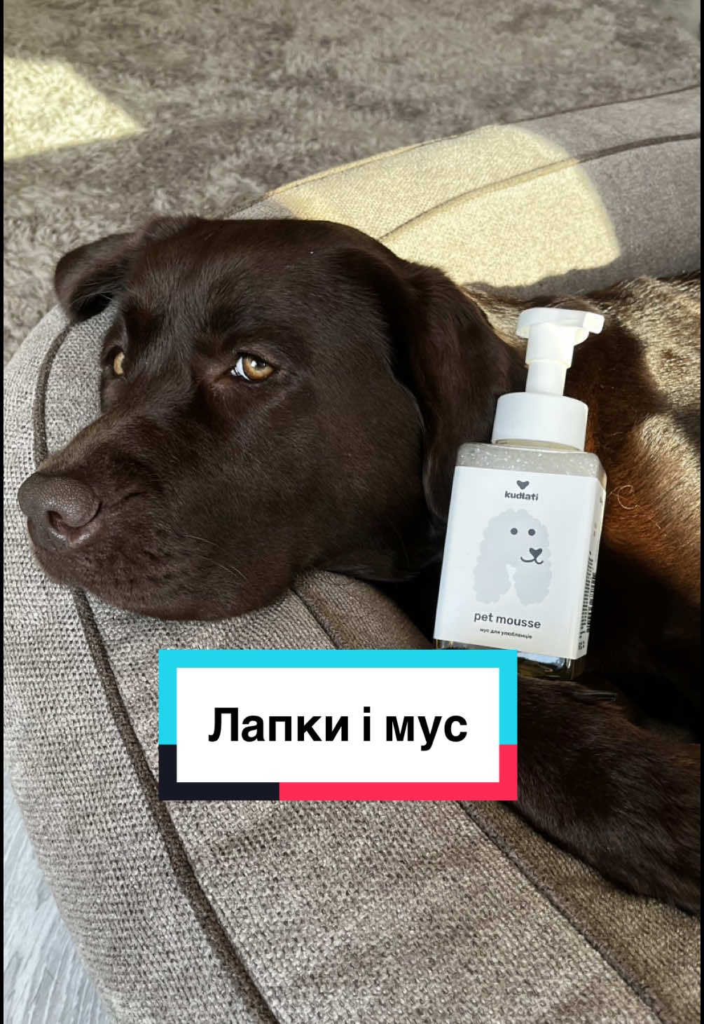 Історія про лапки які торкаються різних поверхонь і потребують трошечки ніжного догляду🐾