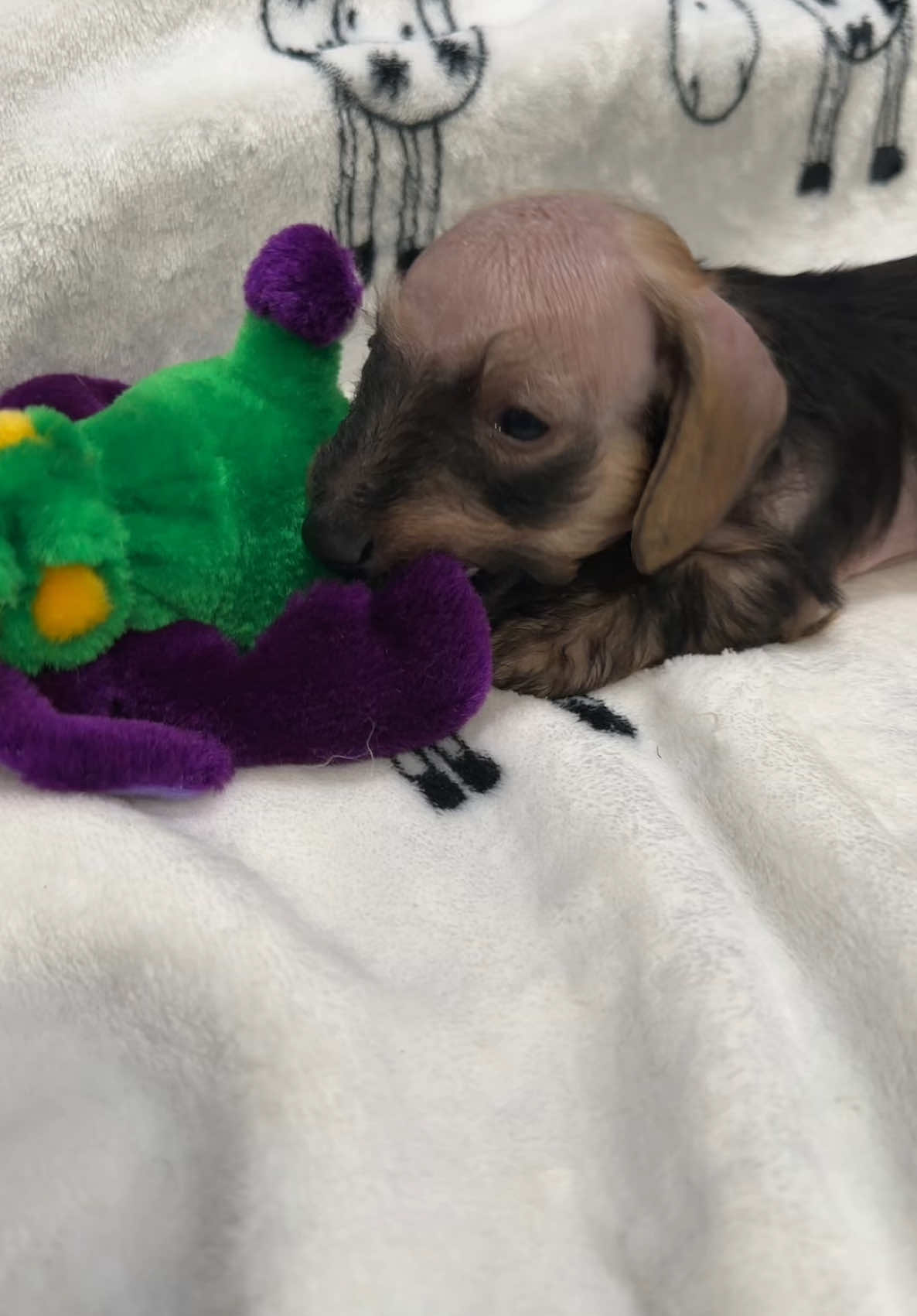 🌽 #Cornelius #minidachshund #puppytiktok #dogsoftiktok #dog 