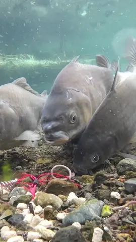 #fishing #underwater #carpfishing