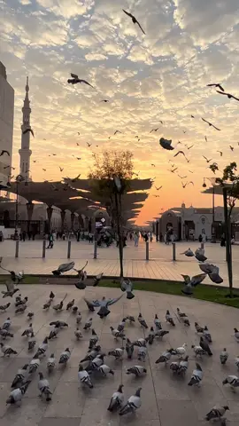 انها المدينة    📸: @A  #madinah  #fyp #المدينة_المنورة 