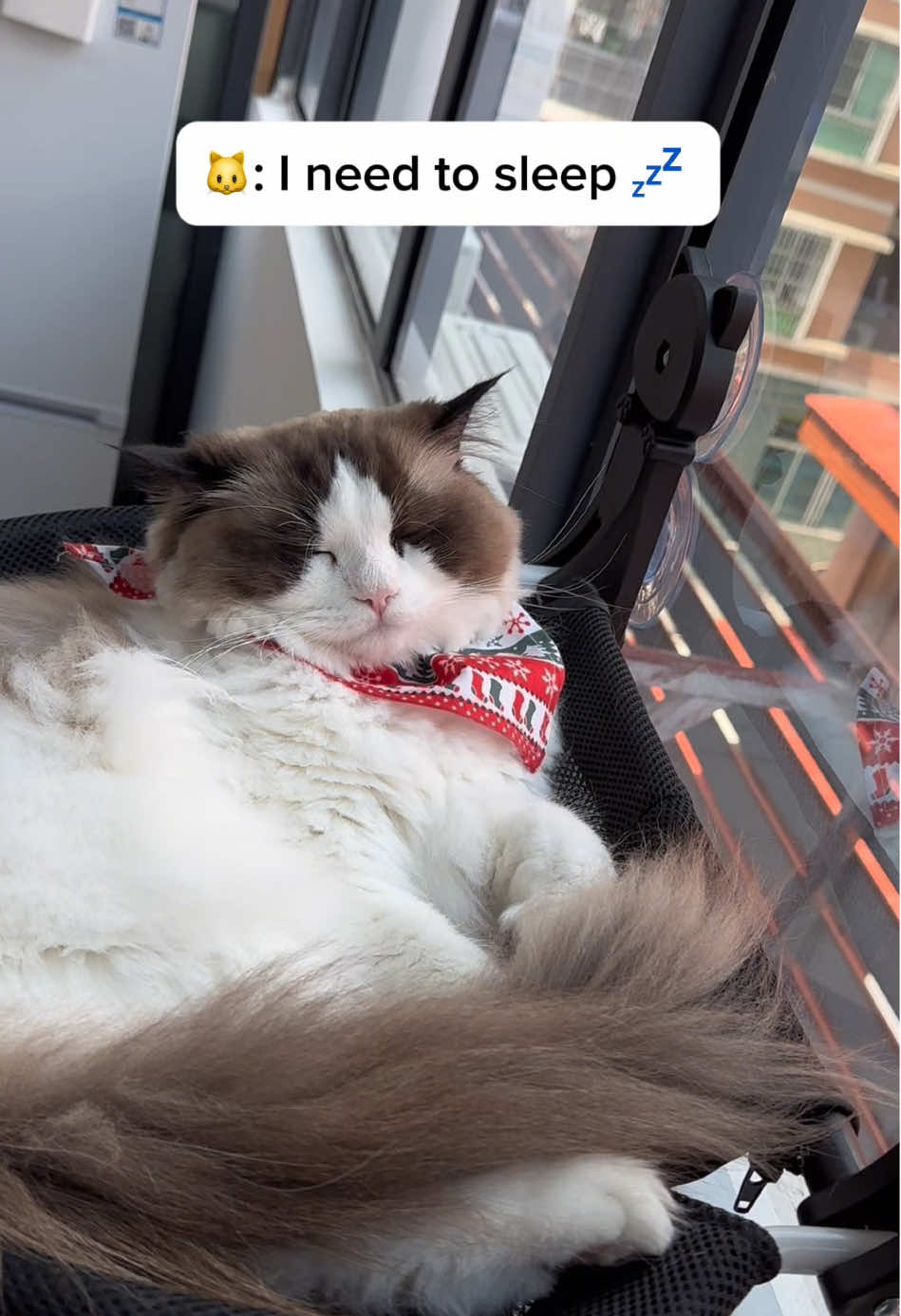 Relaxed kitten #kitten #catcat #mycat #catmom #ragdoll #catlife #catlover #catsoftheday #cathammock #catsoftiktok 