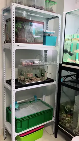 ตอบกลับ @สุขุหรอ #ชั้นวางของ #ชั้นวางของอเนกประสงค์ #เลี้ยงปลาสวยงาม #ชั้นวางเหล็ก 