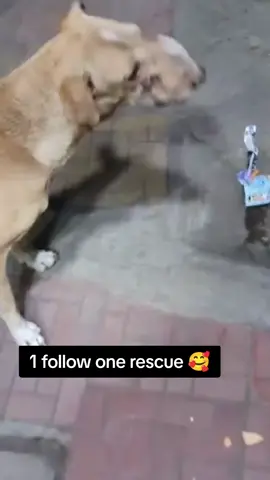 #dogsoftiktok  #instadog  #DogLovers #CuteDogs #DogLife #PuppyLove #ista sta #petloves s #furryfriends 