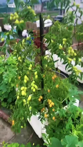 Hồng táo ạ 