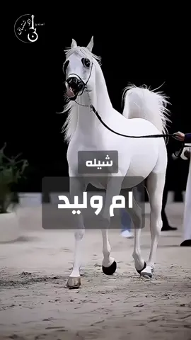 شيلة باسم ام  وليد 2025 شيله مدح ام وليد- اداء  ماجد الرحيمي #شيلة_باسم_ام_وليد  #شيلة_مدح_ام_وليد 