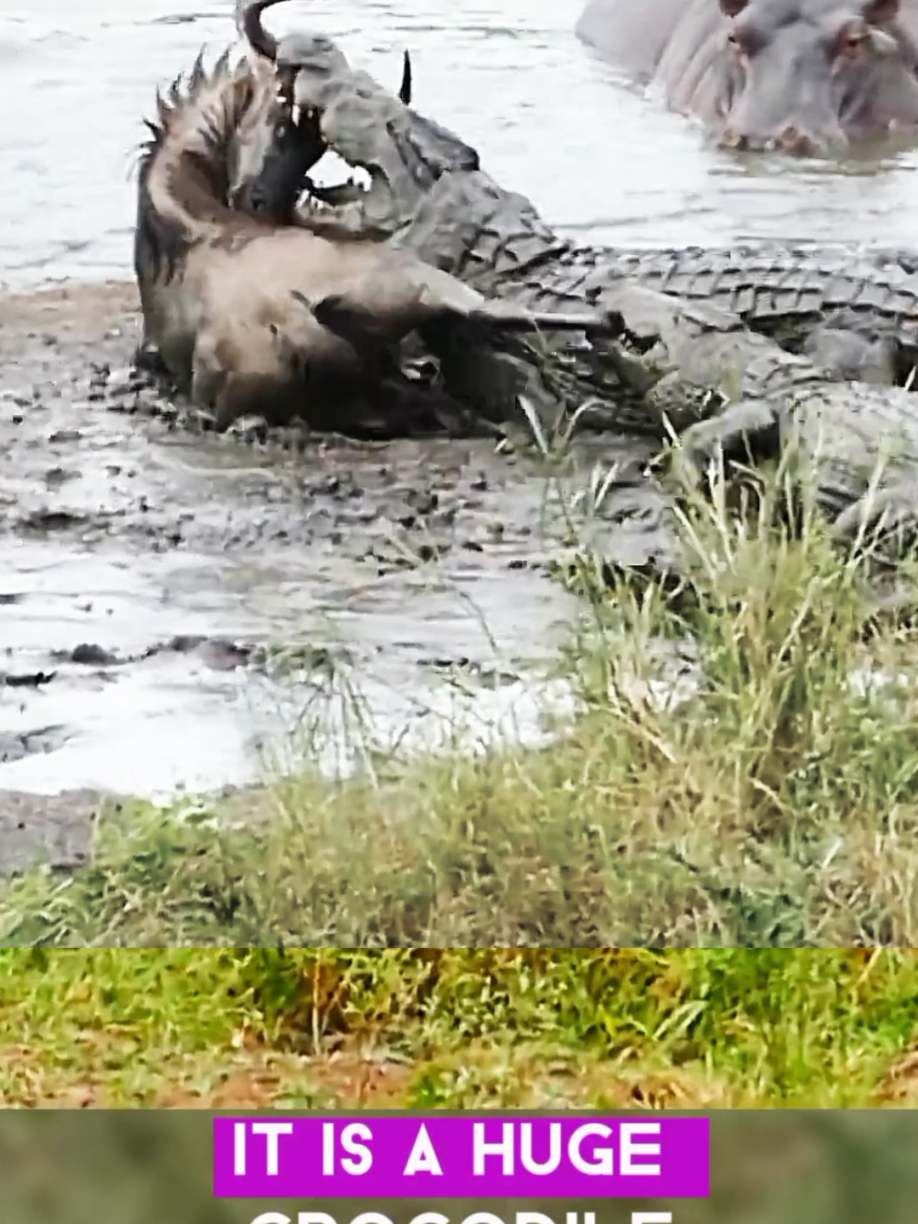 Crocodile hunting wildebeests #crocodile #crocodiles #wildebeest #wildebeests #tiktokanimals #animalsoftiktok #animalworld #animals #animal #animalplanet #wildlife #wildnature #wild #wildanimal #wildlifephotography #predator #prey 