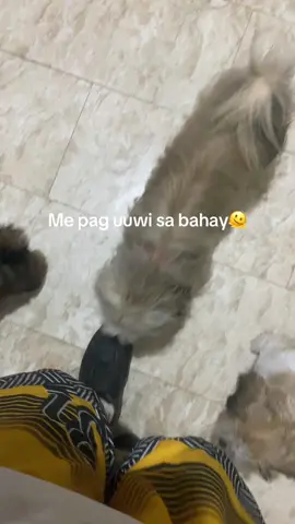Cute nyu naman sumalubong haha #shitszu #pet 