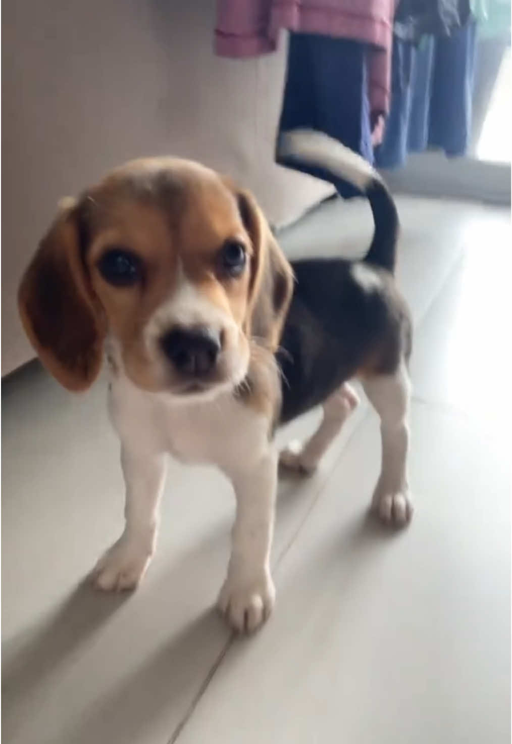 #beagle #dogsoftiktok #cachorro #puppylove #cachorrosdotiktok 