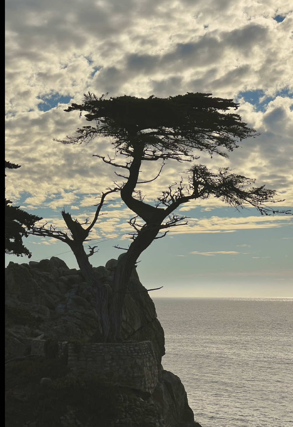 trust the process final boss no but i'm seriously enjoying how much editing has leveled up my photography game. i can't believe i haven't been using Canva to it's fullest!!!!  #editing #edit #fyp #photography #nature #trees    