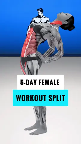 5 day female workout split #workout #womenworkouts #femaleworkout #workoutsplit #gym #gymworkout 