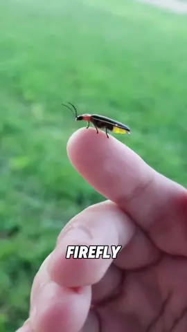 “How long has it been since you last saw fireflies?”#fyp #foryou #viral #shorts #animals #tiktok 